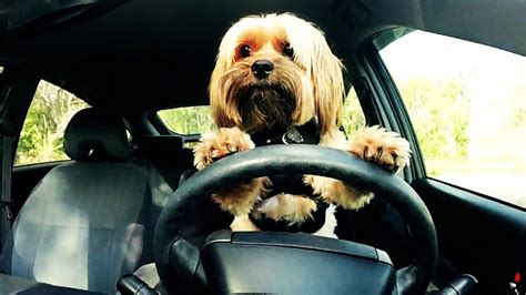 How To Teach A Your Dog To Drive A Car Youtube