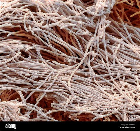 Bacillus Megaterium Bacteria Coloured Scanning Electron Micrograph