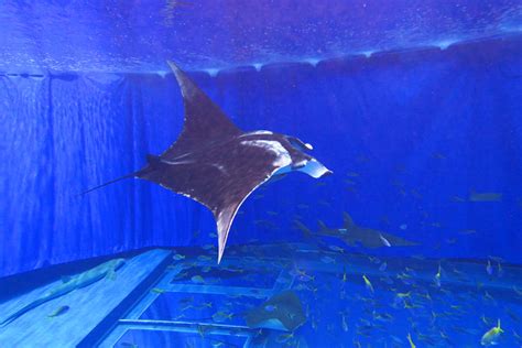 オニイトマキエイ 美ら海生き物図鑑 沖縄美ら海水族館 沖縄の美ら海を、次の世代へ。