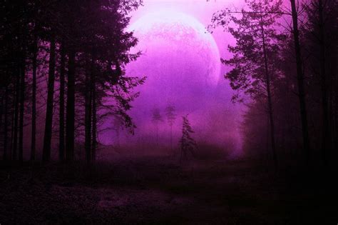 Forest Path Purple Passion Pinterest