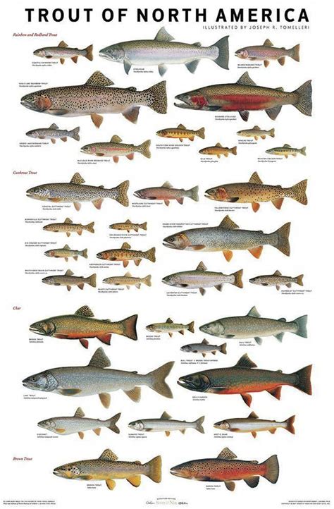 Use These Charts To Confidently Id Trout And Salmon Species Crappie