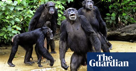 Chimps Go Ape For Cinema Is This The Beginning Of The End For Mankind