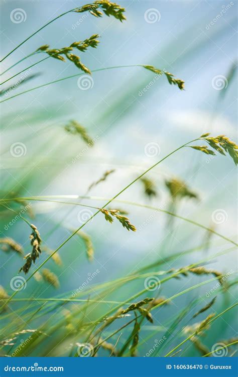 Wind Blowing Through Flower Grass At The Top Of Mountains Stock Photo