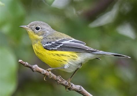 All About Warbler Identification