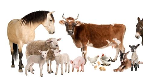 EL MUNDO DE LAS MASCOTAS: ANIMALES DOMESTICOS