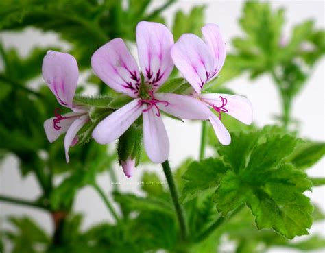 Maybe you would like to learn more about one of these? Pin on pelargonium