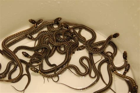 Garter snakes defecate frequently, and unless you change or clean a garter snake's cage frequently, the cage will smell quite ripe in short order. Thamnophis marcianus marcianus - Steven Bol Garter Snakes