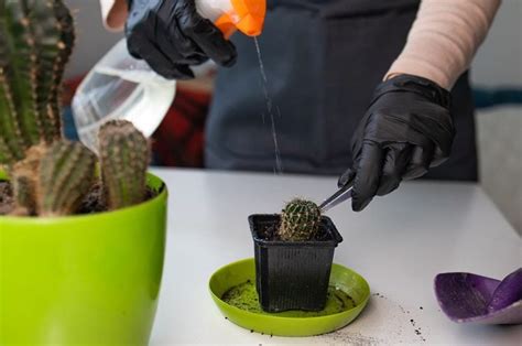 Quick And Easy Steps How To Propagate Cactus Pups