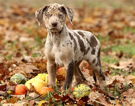 Catahoula Leopard Dog Breed Information Pictures Characteristics