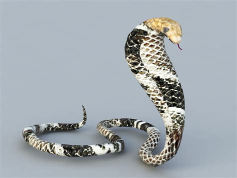 King Cobra Snake 3d Model Download For Free