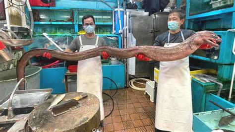 Thats A Catch Seafood Stall Shows Off Monstrous 12 Foot Long Eel At
