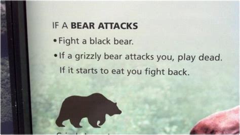 If A Bear Attacksfight A Black Bear If A Grizzly Bear Attacks You