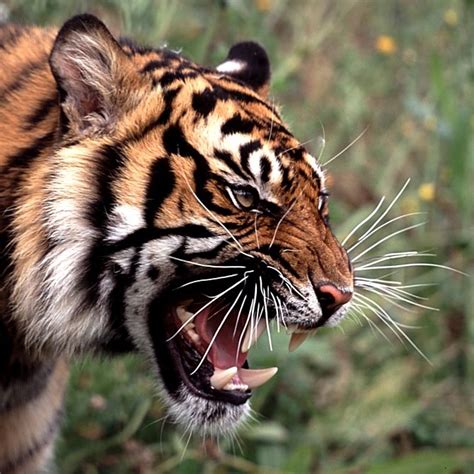 16 Numbered Pictures Of Tigers I Aint Lying Tiger Roaring Tiger