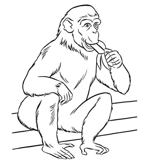 Zoo Animal Coloring Pages Are Always Fun Activity To Help Kids To