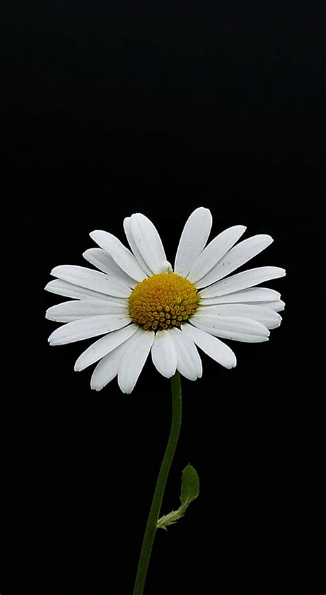 Download Wallpaper 1440x2630 Portrait White Flower Minimal Daisy