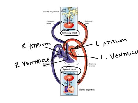 Pulmonary And Systemic Circulation Anatomy And Physiology Showme