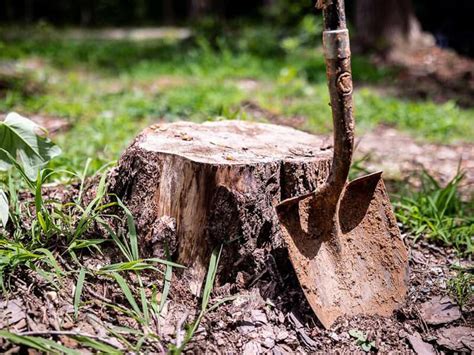 How To Remove A Tree Stump By Hand