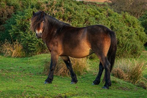 Exmoor Pony Im Rasseportrait Tieranzeigenat