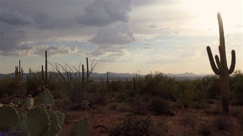 View Of Saguaro National Park In Arizona United States Of Youtube