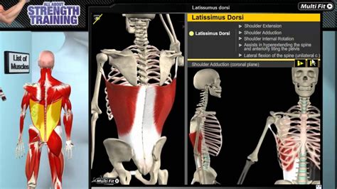 Latissimus Dorsi Learn About These Muscles And Which Exercises Target