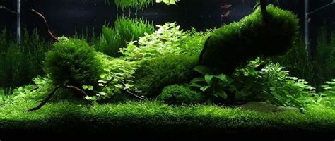 In may 2013, takashi amano, the aquascaper having such huge dream, received an invitation form oceanário de lisboa in portugal. Takashi Amano Aquascaping | Amano Aquascape - Bing Images ...