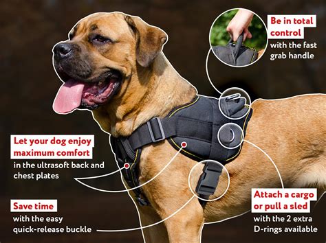Golden Retriever Harness For Pulling Walking And Training H121092