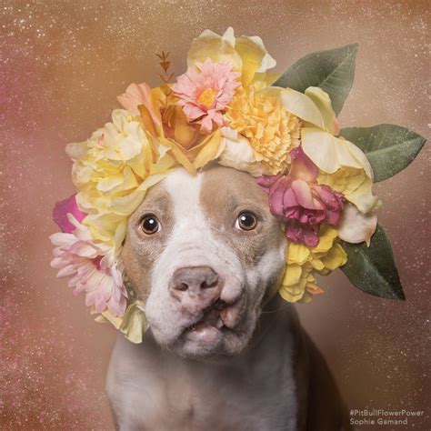 Pit Bull Flower Power La Campaña Que Busca Cambiar La Percepción Sobre