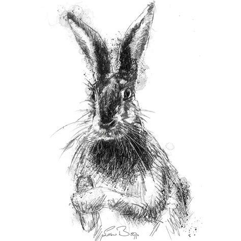 Original Brown Hare Sketch Seanbriggs