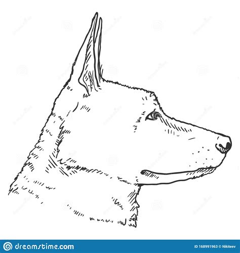 Sketch German Shepherd Dog Face Vector Illustration Vector Illustratie