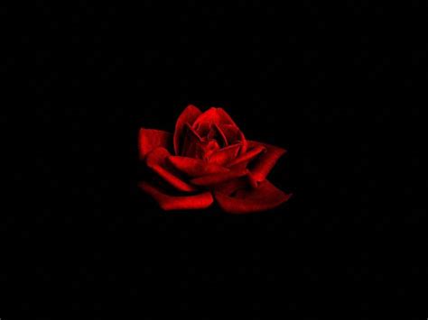 For a smooth easy transition. Red rose, black background | Flowers black background ...