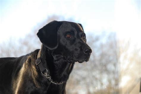 Are dogs allergic to zucchini. Help! My Dog Is Allergic to Fleas | Canna-Pet®