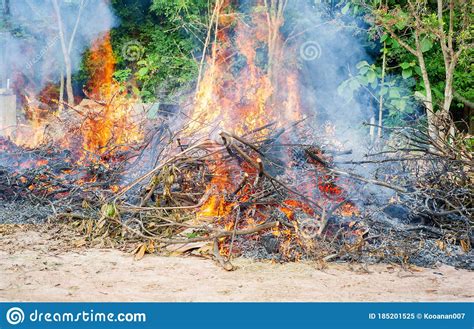 Fire Is Burning From Cutting Down Trees And Burning Stock Image