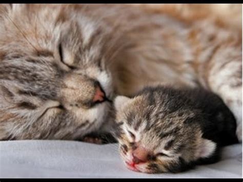 Quarantine as cat birth control. Home Remedies for Birth Control In Cats - YouTube