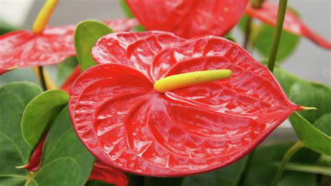 How To Grow And Care For Anthurium Bunnings Australia