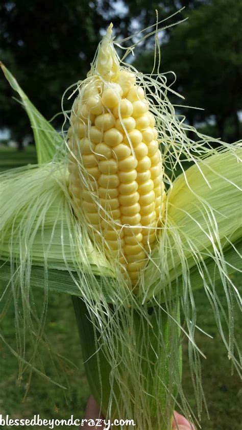 Growing sweet corn, or any cultivar of corn, involves a visual and tactile effort used to identify the signs that the sweet corn is ready for harvesting. How To Freeze Fresh Sweet Corn