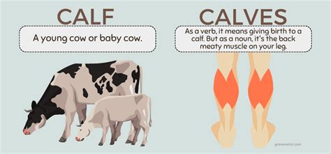 Calfs Or Calves Usage Difference And Examples