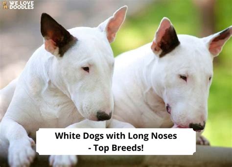 White Dogs With Long Noses Top 7 Breeds 2023 We Love Doodles