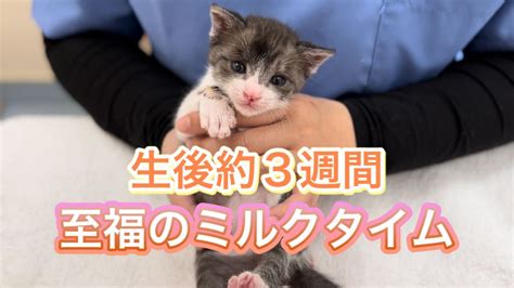 生後3週間の子猫を育てる時の対処法【仔猫の成長記録】 Youtube
