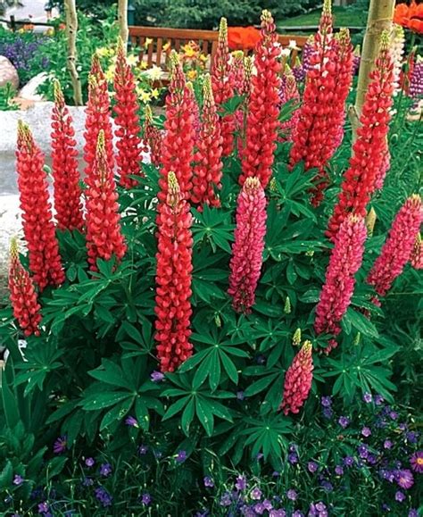 Flowers will bloom in summer, and the rich green foliage is the perfect complement to the flowers. Image result for shade flowers zone 5 perennials | Flowers ...