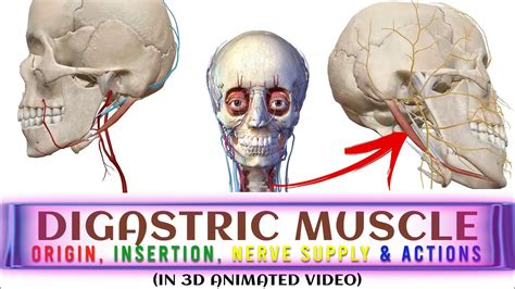 Digastric Muscle In 3d Animation Origin Insertion Actions Nerve Supply