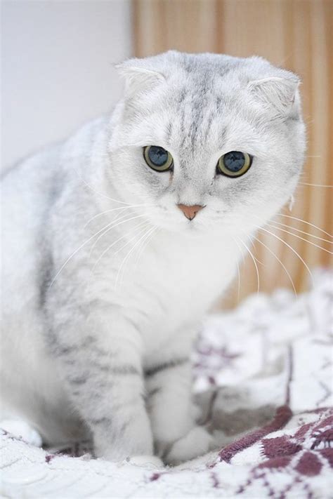 Cat Breed With Folded Down Ears