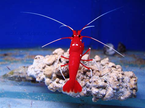 Best Saltwater Shrimp For Beginners My Top Picks The Beginners Reef