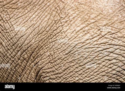 Old Wrinkled Dry Elephant Skin Closeup Texture Endangered Species