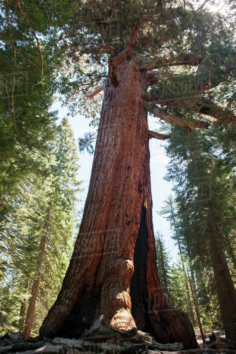 Giant Sequoia Tree Yosemite National Park California Usa Stock