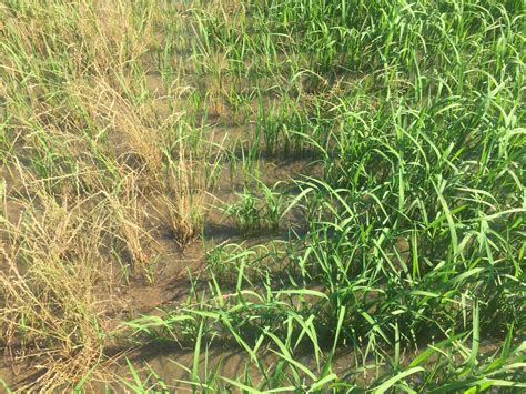 Don’t Underestimate Italian Ryegrass In Mississippi Rice Fields Mississippi Crop Situation