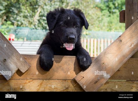 Black German Shepherd Dog Puppy Working Herding Dog Gsd Stock Photo