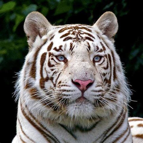 Beautiful Majestic Animal Gorgeous Pet Tiger Animals White Tiger