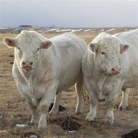 Charolais Bulls My Absolute Second Most Favorite Of All Cattle