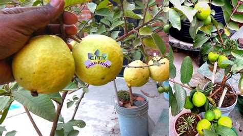 How To Grow Big Guavas In A Pot Psidium Guajava Amrud In Pots Youtube