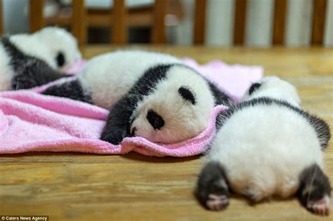 Baby Bears Zonk Out At A Panda Nursery In China Daily Mail Online